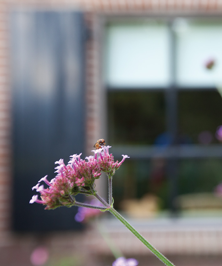 ook-aan-de-bijen-en-vlinders-werd-gedacht-in-deze-landelijke-tuin-te-hoevelaken-gerealiseerd-door-hovenierscentrum-de-briellaerd-in-barneveld_s-2_mg_5403